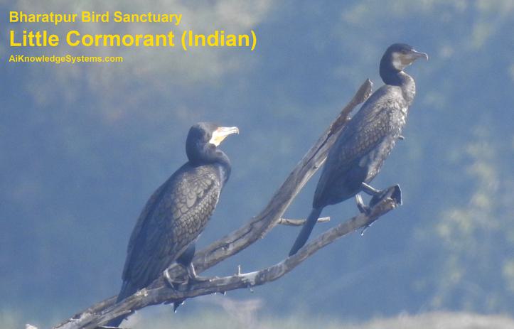 Cormorant Indian (16) Coming Soon